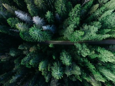 Trees in forrest